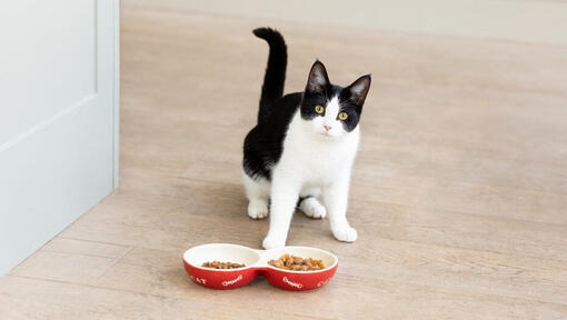 Cat Feeding Guide How Much Should I Feed My Cat Purina